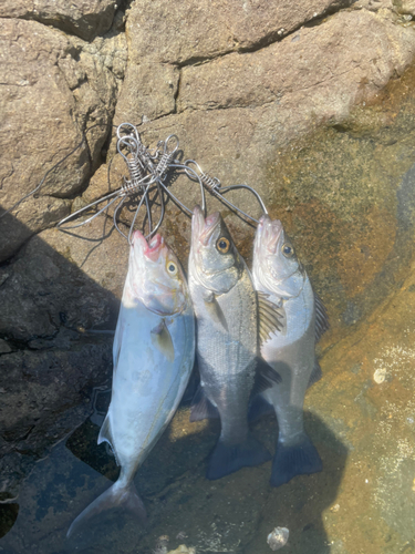 ヒラスズキの釣果