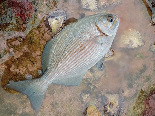 イスズミの釣果