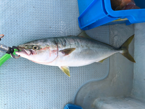 ハマチの釣果