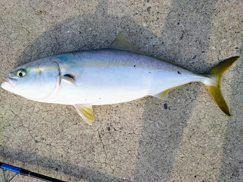 ハマチの釣果