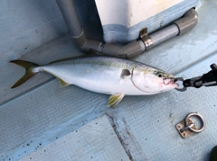 ハマチの釣果