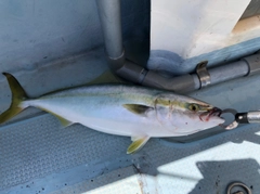 ハマチの釣果