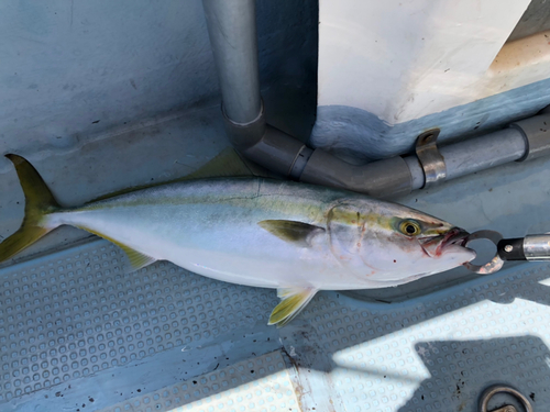 ハマチの釣果