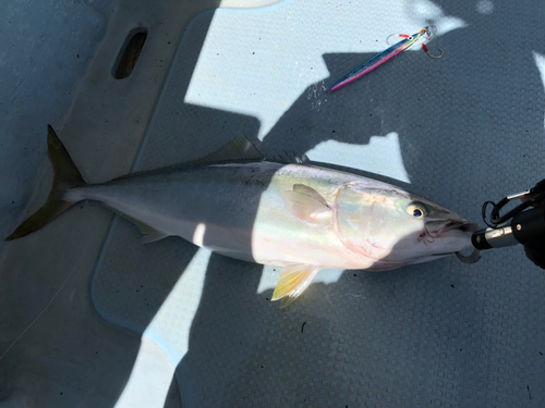 ハマチの釣果