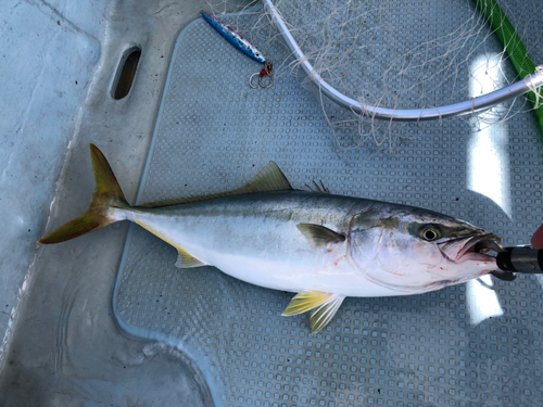 ハマチの釣果