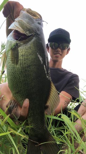 ブラックバスの釣果