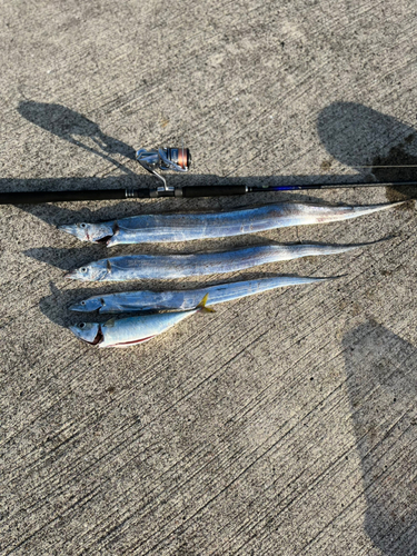 タチウオの釣果