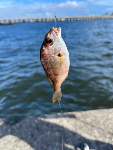 マダイの釣果