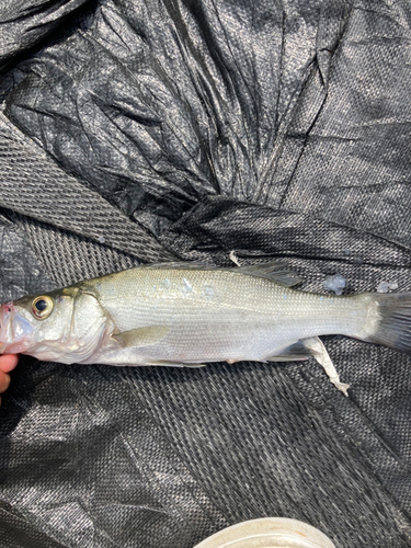 セイゴ（ヒラスズキ）の釣果