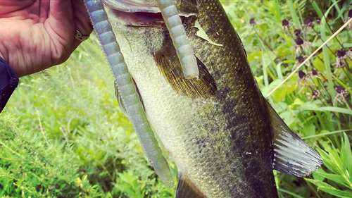 ブラックバスの釣果