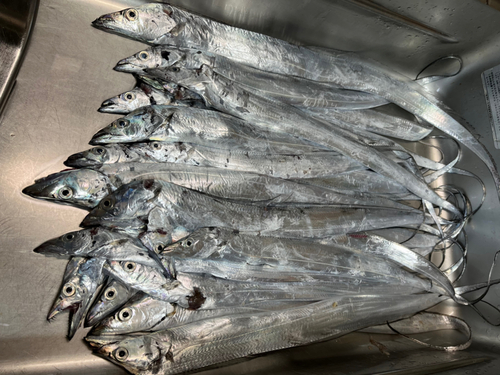 タチウオの釣果