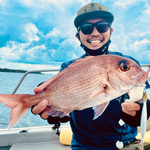 マダイの釣果