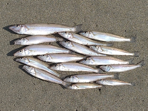 シロギスの釣果