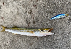 カマスの釣果