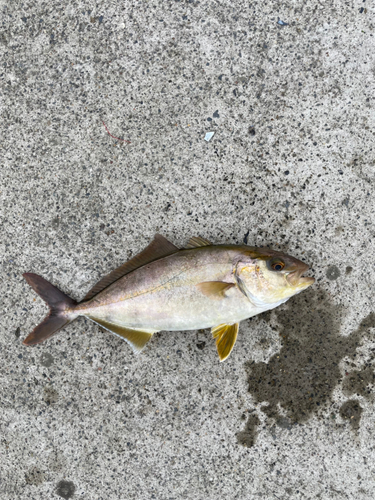 ショゴの釣果