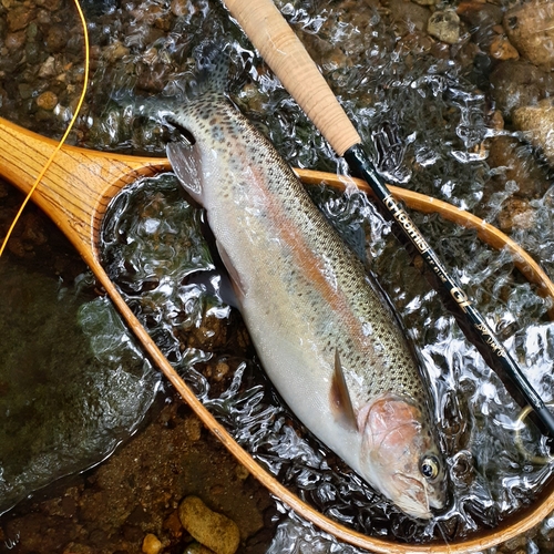 ニジマスの釣果