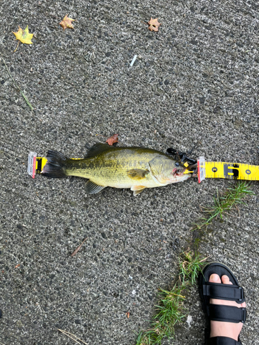 ブラックバスの釣果