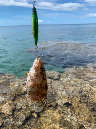 カンモンハタの釣果