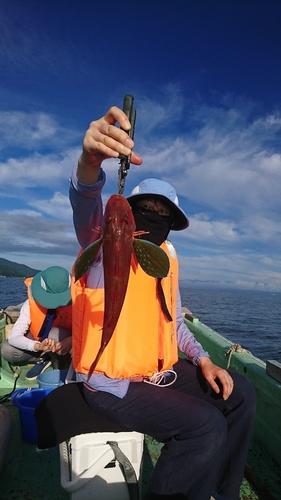 ホウボウの釣果