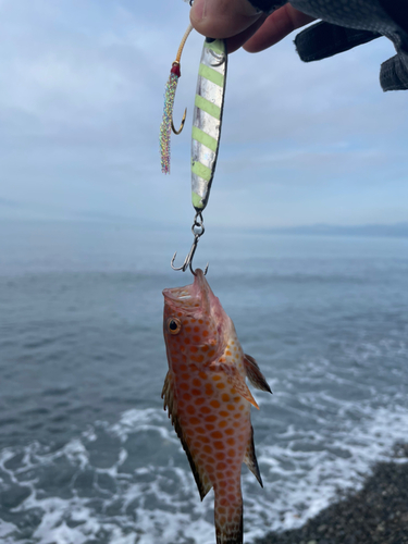 オオモンハタの釣果