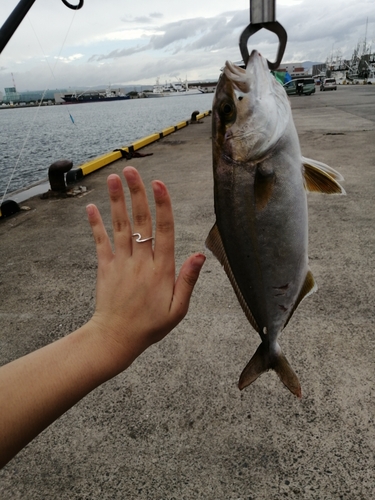 ショゴの釣果