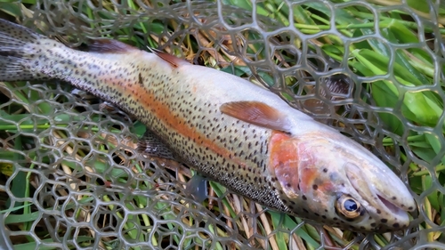 ニジマスの釣果