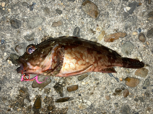 カサゴの釣果