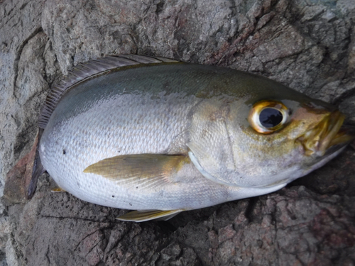 イサキの釣果