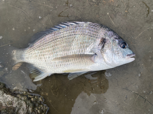 キビレの釣果