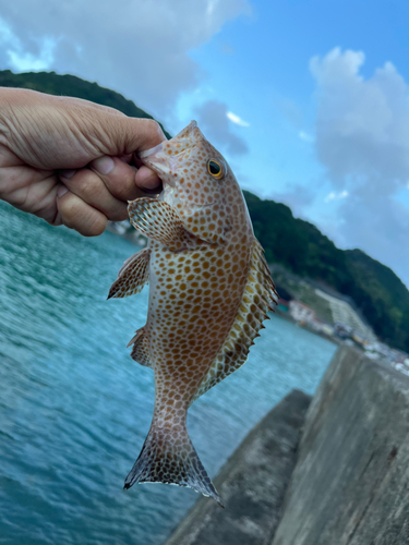 オオモンハタの釣果