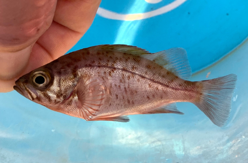 クロメバルの釣果