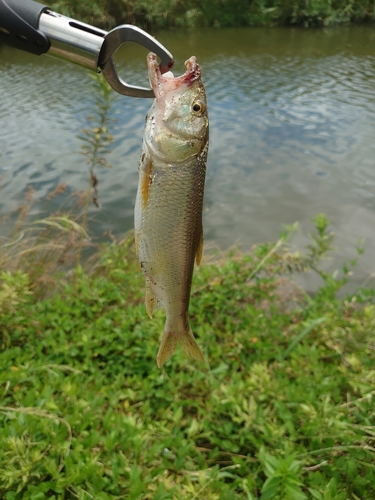 ケタバスの釣果