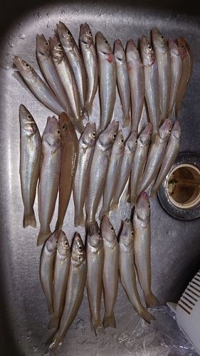 シロギスの釣果