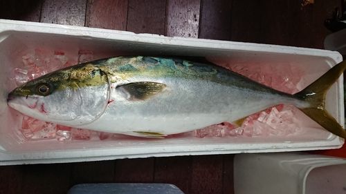 ブリの釣果