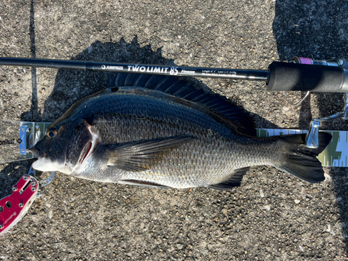 チヌの釣果