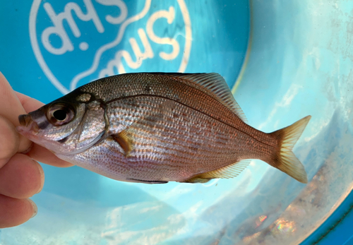 マタナゴの釣果