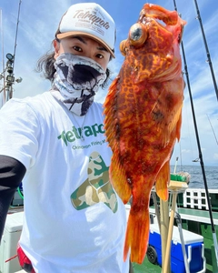 アヤメカサゴの釣果