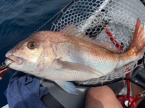 マダイの釣果