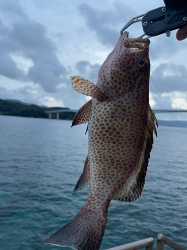 オオモンハタの釣果