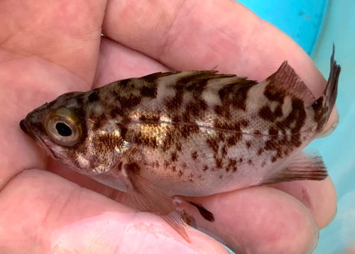 クロメバルの釣果