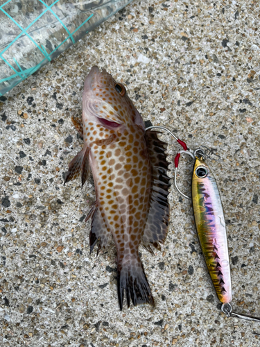 オオモンハタの釣果