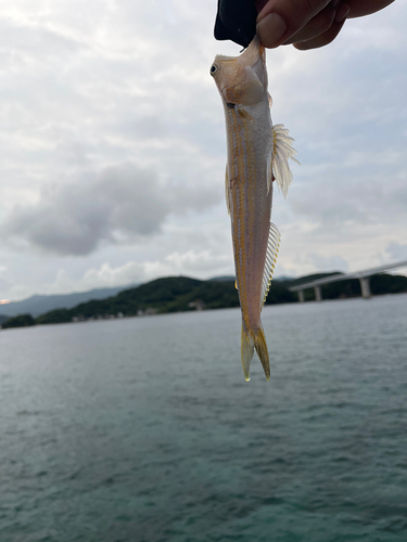 エソの釣果