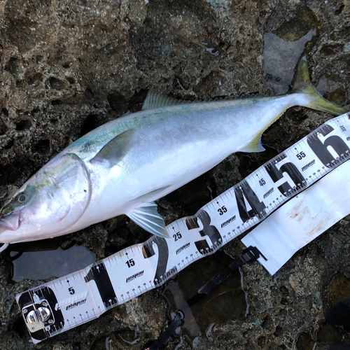 メジロの釣果