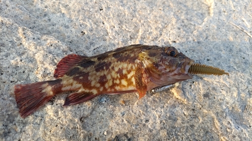 ガシラの釣果