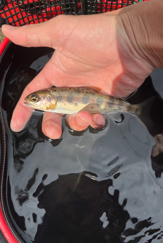 アマゴの釣果