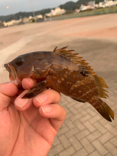 アコウの釣果