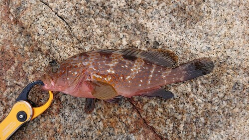 アコウの釣果