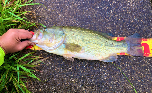 ブラックバスの釣果