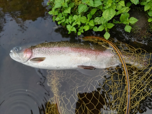 ニジマスの釣果