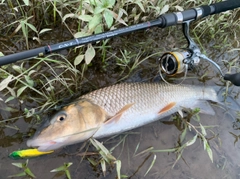 ニゴイの釣果